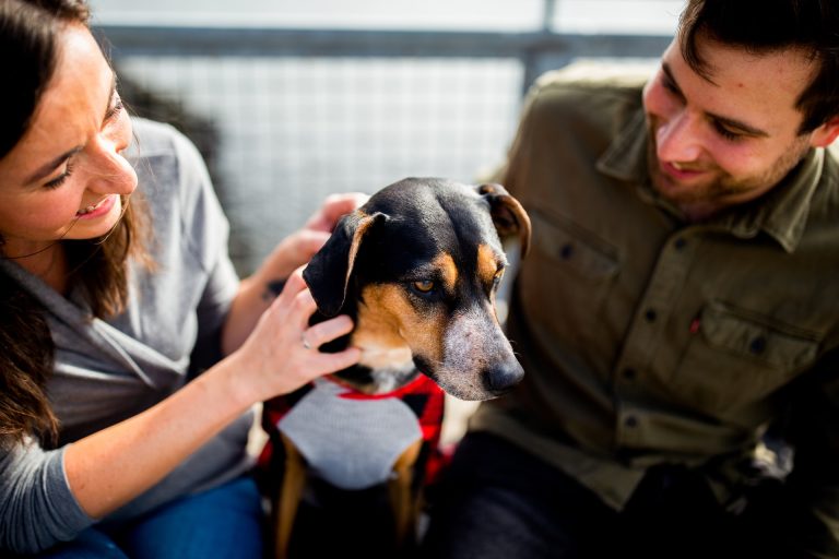 Top 6 Most Common Genetic Diseases in Dogs